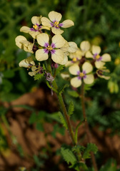 Enarthrocarpus strangulatus