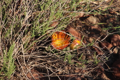 Pleiospilos compactus