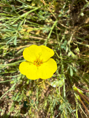 Mojave suncup (Camissonia campestris)
