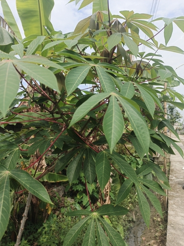 Cassava