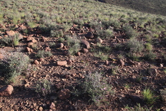 Pleiospilos compactus