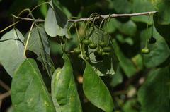 Starleaf (Astrocasia)
