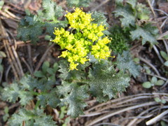 Lomatium parvifolium