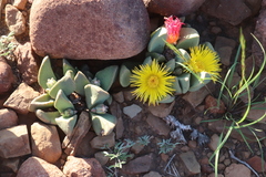 Pleiospilos compactus