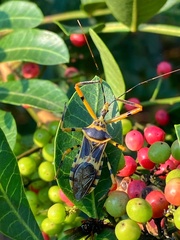 Zelus armillatus