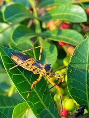 Zelus armillatus