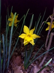 Narcissus × odorus