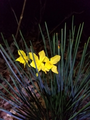 Narcissus × odorus