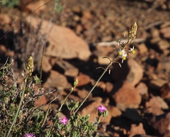 Bulbine triebneri