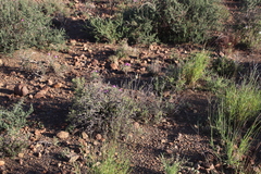 Bulbine triebneri