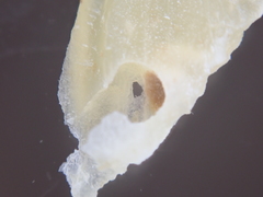 Sitophilus