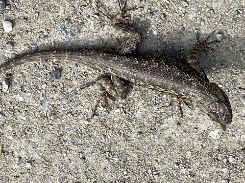 iNaturalist observation photo of Western Fence Lizard