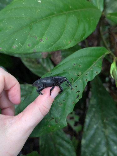 South American Palm Weevil