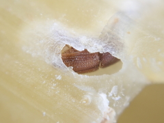 Sitophilus