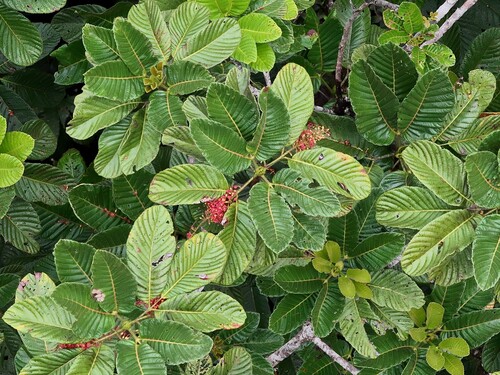 Geissois hirsuta observed 2026-02-27