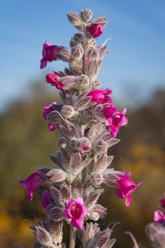 native foxglove (Dasymalla terminalis)