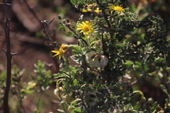Osteospermum sinuatum sinuatum