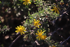 Osteospermum sinuatum sinuatum
