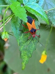 Hypselonotus bitrianguliger