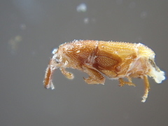 Sitophilus