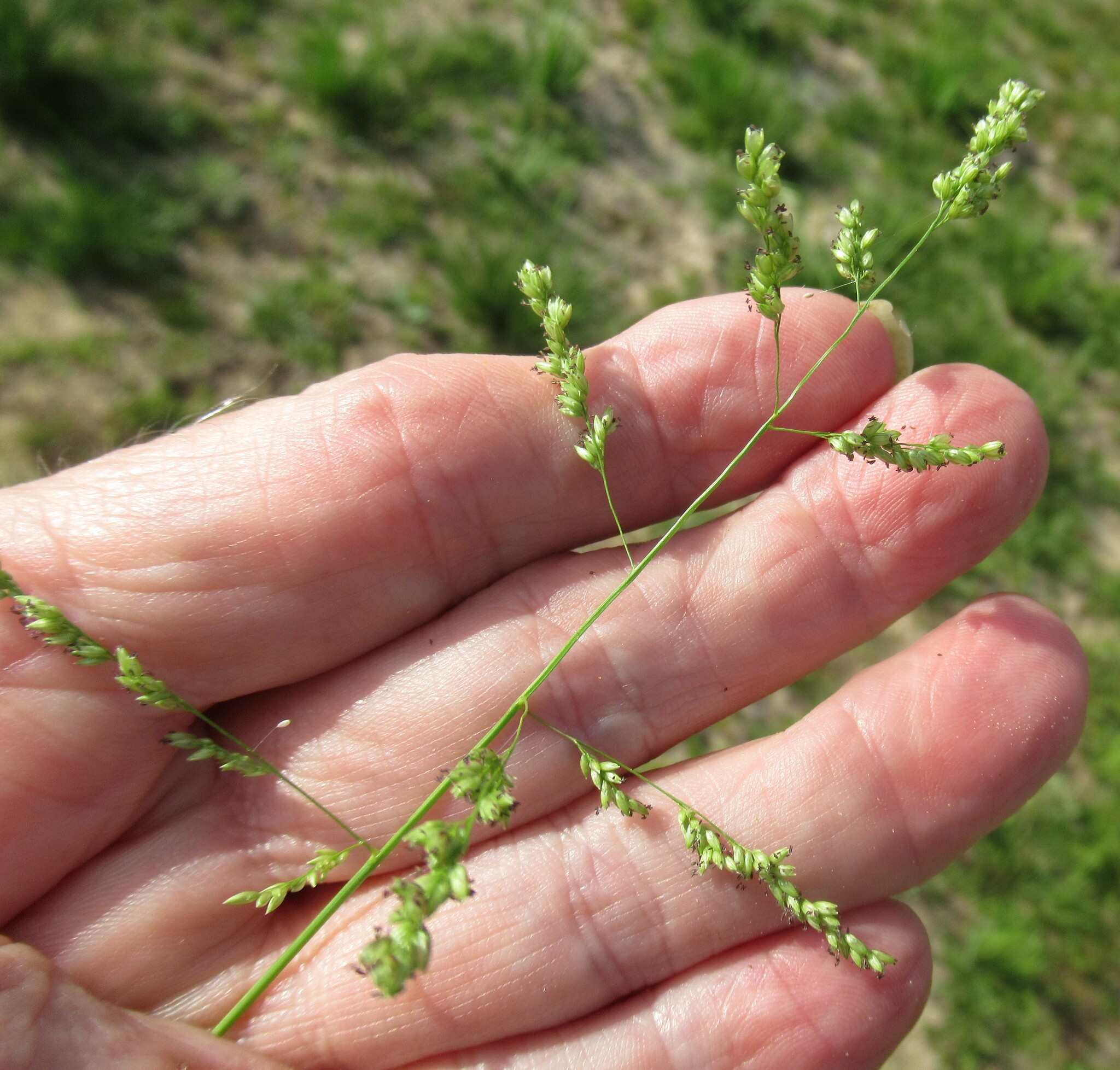 Gaping Panicgrass (Steinchisma hians)