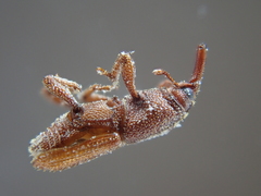 Sitophilus