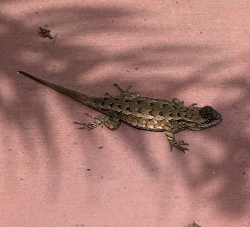 Western Fence Lizard