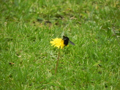 Bombus pauloensis