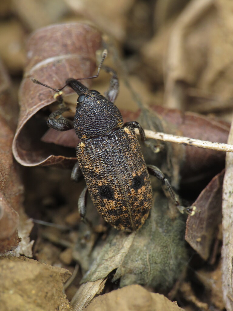 Hilipinus laticollis