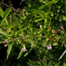 Lycium shawii - Photo (c) Ron Frumkin, alguns direitos reservados (CC BY-NC), uploaded by Ron Frumkin