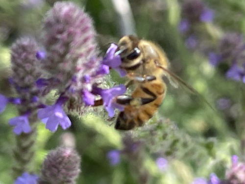 iNaturalist observation photo of Western Honey Bee