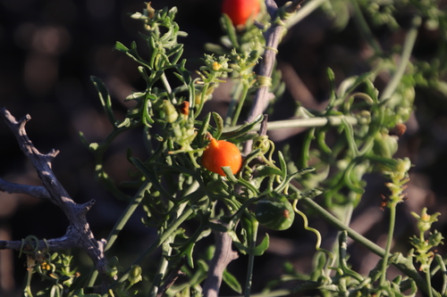 Image of Kedrostis africana by (c) Tony Rebelo, some rights reserved (CC BY-SA)