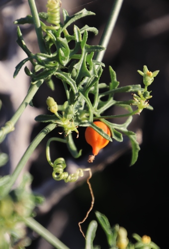 How to identify Kedrostis africana (L.) Cogn.