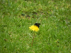 Bombus pauloensis