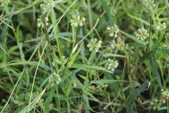 Dactyloctenium radulans