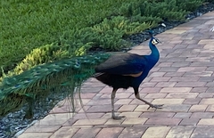 Pavo cristatus × muticus