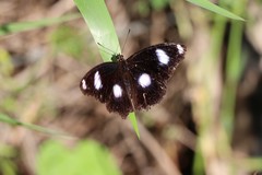 Hypolimnas bolina nerina