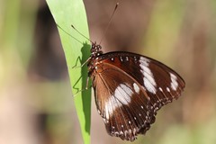 Hypolimnas bolina nerina