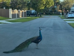 Pavo cristatus × muticus