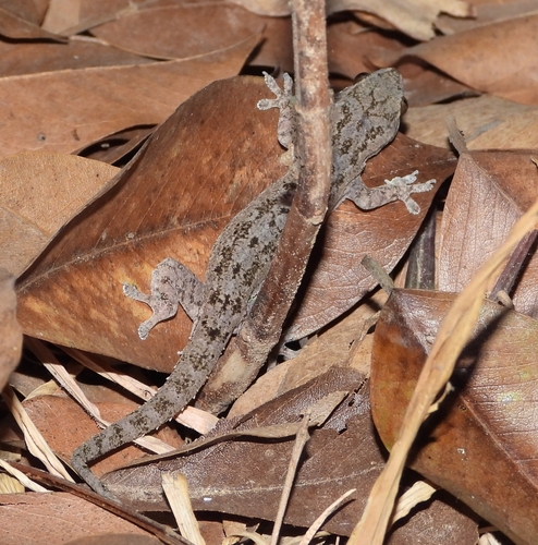 Asian House Gecko