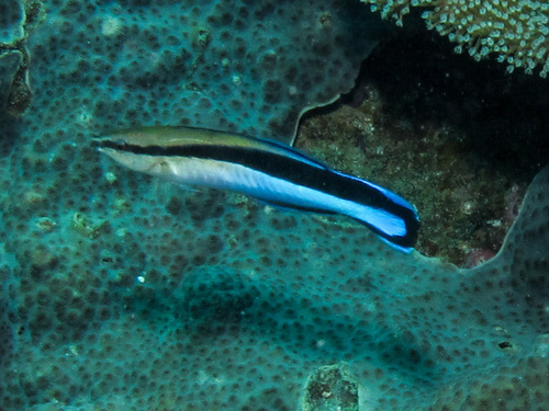 Blue diesel wrasse (Labroides dimidiatus) — Labridae — 2