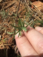 Calystegia stebbinsii