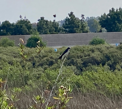 iNaturalist observation photo of Tree Swallow