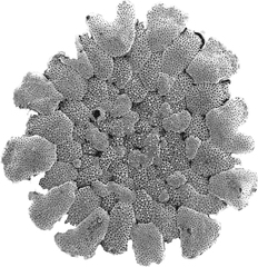 Planorbulina acervalis