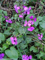 Lunaria annua