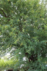 Vachellia nilotica