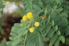 Vachellia nilotica