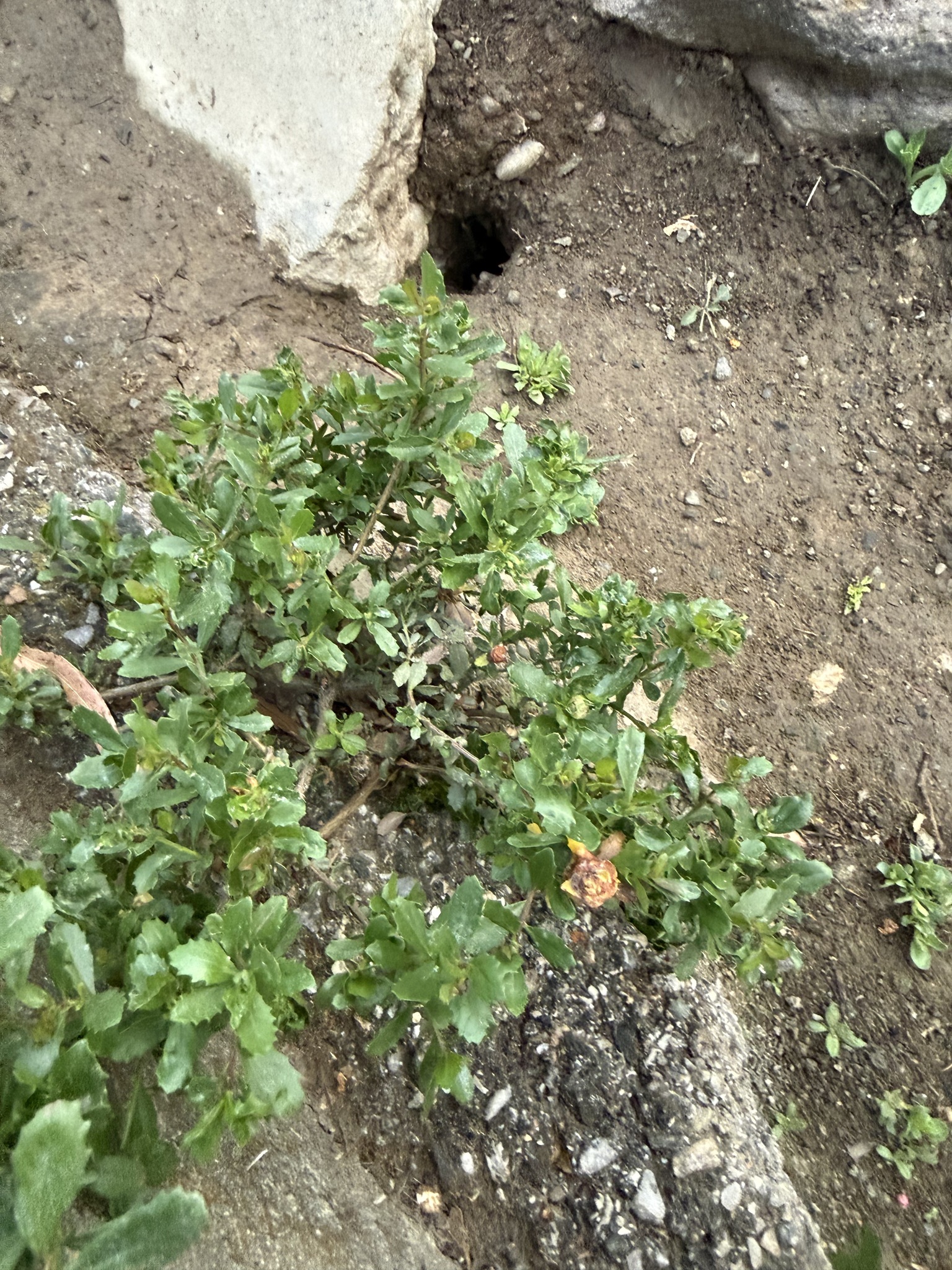 Coyotebrush (Baccharis pilularis)