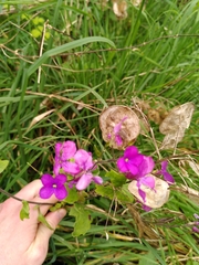 Lunaria annua