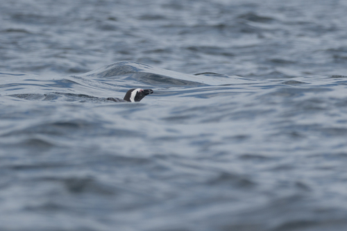 iNaturalist: (c) tkp123, some rights reserved (CC BY-NC), uploaded by tkp123 iNaturalist image